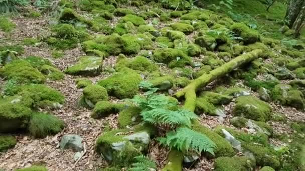 Images Terrain Boisé Avec Des Roches Couvertes Mousse — Video