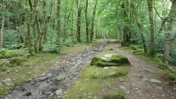 Woodland Path Water Trickling Stones Rocks — Stock Video