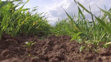 Çimenlerin esişini yakından izle.