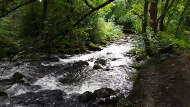 Vidéo Images Ruisseau Boisé — Video