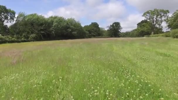 Luftaufnahmen Fliegen Sommer Tief Über Walisisches Feld Mit Langem Gras — Stockvideo