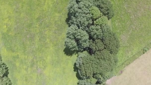フロントシャーの風の強い日に木のカバーパスとフィールド上を飛んで空中映像 — ストック動画