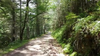 Ağaçların olduğu bir yaz gününde ağaçlar ve bisikletçiler patikanın daha aşağısında..