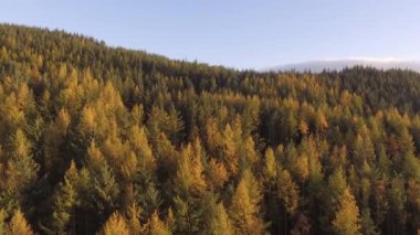 Orman ağaçlarının üzerinde uçan hava görüntüleri