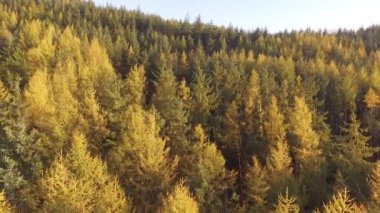 Orman ağaçlarının üzerinde geriye doğru uçuyor.