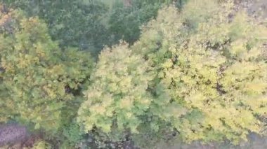 Sonbahar ormanlarının tepelerinde uçuyorlar.