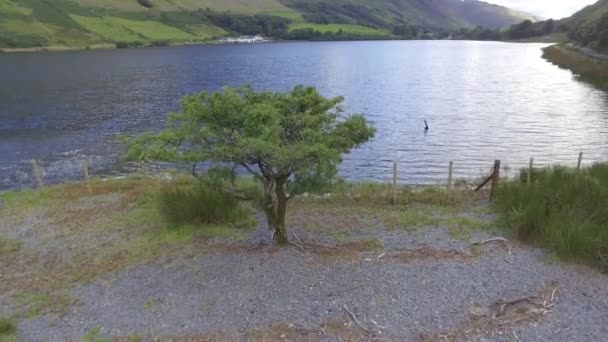 木の上や北ウェールズのTal Llyn湖の上を飛んでいる低高度の空中ショット背景のウェールズの丘の景色 — ストック動画