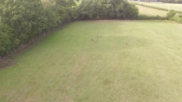 草の上にガチョウと一緒に飛行する空中ビュー — ストック動画