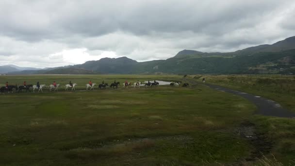 Walijski Górski Kucyk Trekking Jazda Konna Fairbourne Walia — Wideo stockowe