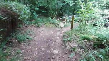 Orman deresinin üzerinden geçen bir köprü görüntüsü..