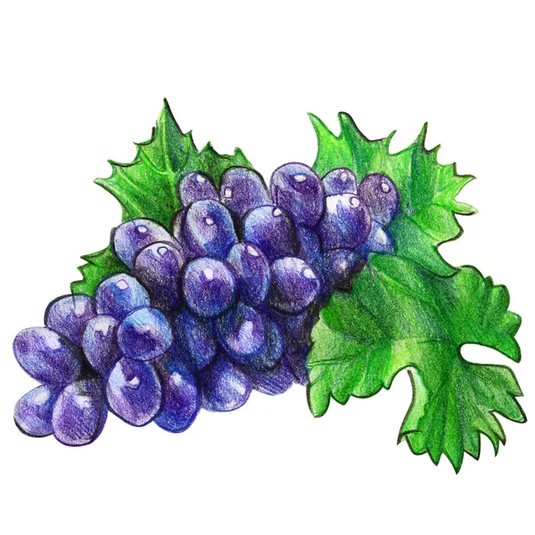 Grapes — Stock Photo, Image