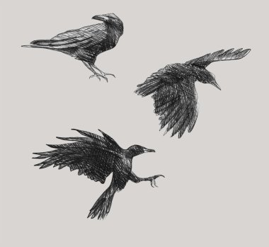 ravens clipart
