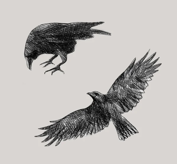 Ravens — Stock Vector