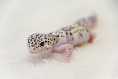 Beyaz zemin üzerine kertenkele. Stüdyo.