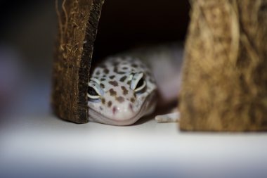Kertenkele. Close. Gecko sığınakta. Evcil hayvan, teraryum.