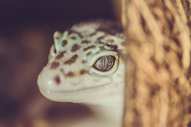 Kertenkele. Yakın çekim. Sığınaktaki Gecko.