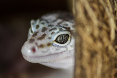 Kertenkele. Yakın çekim. Sığınaktaki Gecko.