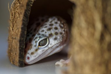 Kertenkele. Yakın çekim. Sığınaktaki Gecko.