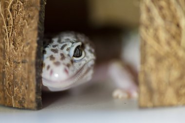 Kertenkele. Yakın çekim. Sığınaktaki Gecko.