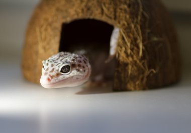 Kertenkele. Yakın çekim. Sığınaktaki Gecko.