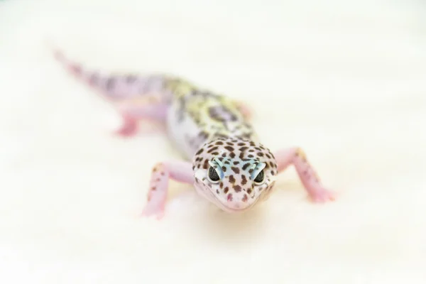 Lizard on white background. Studio. — Stock Photo, Image