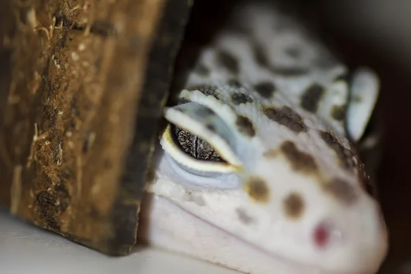 Kertenkele. Close. Gecko sığınakta. Evcil hayvan, teraryum.