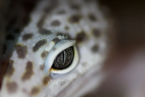 Kertenkele. Yakın çekim. Sığınaktaki Gecko.