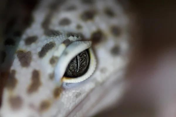 Kertenkele. Yakın çekim. Sığınaktaki Gecko.