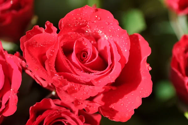 Le bouquet de roses rouges dans un vase — Photo