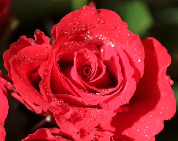 Le bouquet de roses rouges dans un vase — Photo