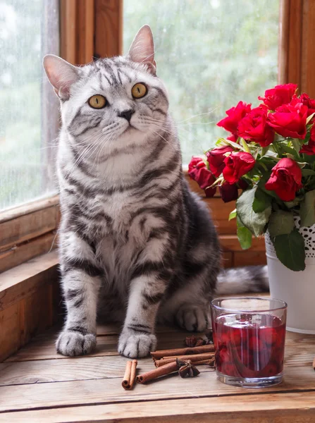 Pencerede kahvaltı ve bir kedi. Gri kedi, İngiliz ırkı.