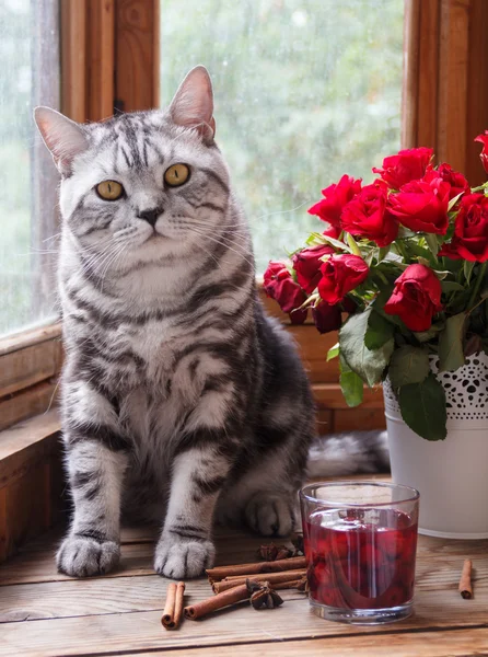 Pencere ve bir kedi Odaya Servis Kahvaltı