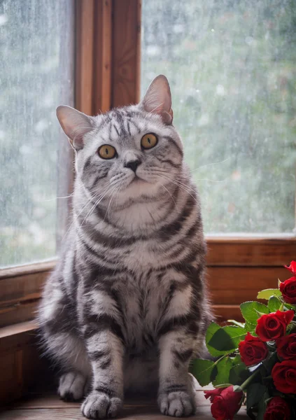 赤いバラの] ウィンドウで座っている灰色の猫 ストック写真