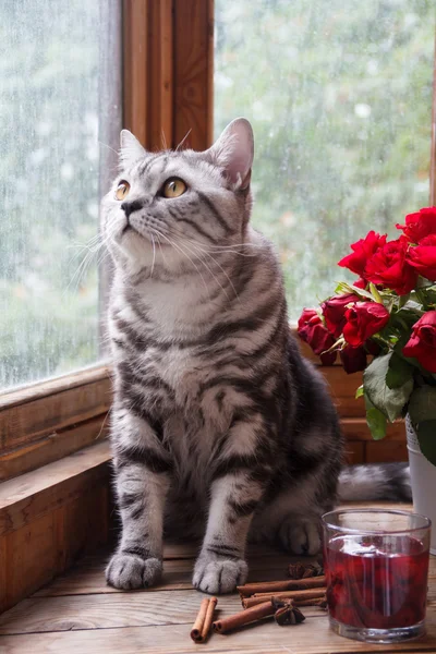 窓際の朝食と猫。灰色の猫、英国の品種. ストック画像
