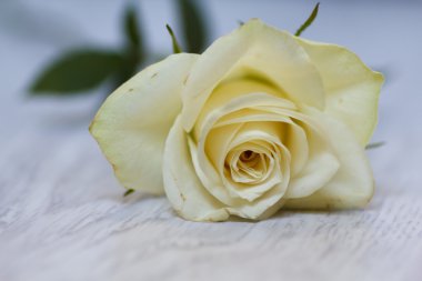 Beyaz güzel gül. Harika bir aroma taze tomurcukları.