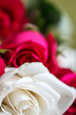 Beyaz güzel gül. Harika bir aroma taze tomurcukları.