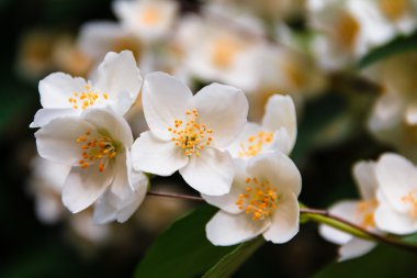 Parkta güzel Yasemin çiçeği. Parlak yaz.