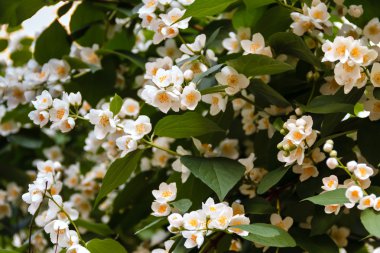 Parkta güzel Yasemin çiçeği. Parlak yaz.