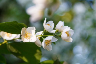 Parkta güzel Yasemin çiçeği. Parlak yaz.