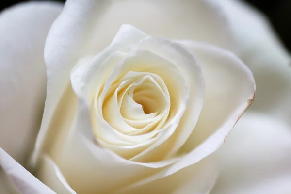 Beyaz güzel gül. Harika bir aroma taze tomurcukları.