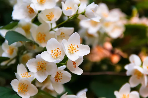 Beautiful jasmine flower in the park. Bright summer. — Stock Photo, Image