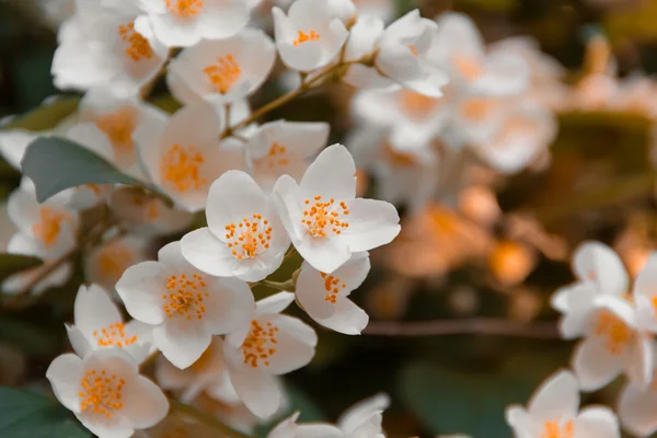 Linda flor de jasmim no parque. Verão brilhante . — Fotografia de Stock