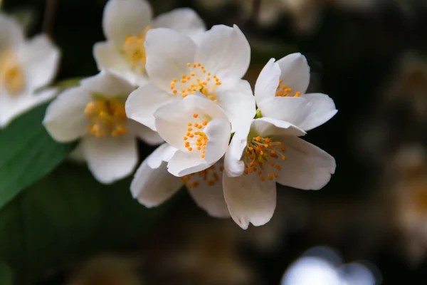 Hermosa flor de jazmín en el parque. Verano brillante . —  Fotos de Stock