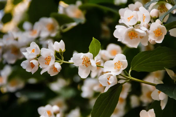 Schöne Jasminblüte im Park. strahlender Sommer. — Stockfoto