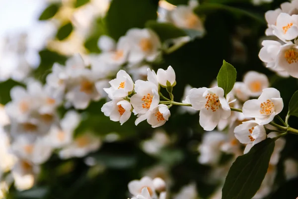 Schöne Jasminblüte im Park. strahlender Sommer. — Stockfoto