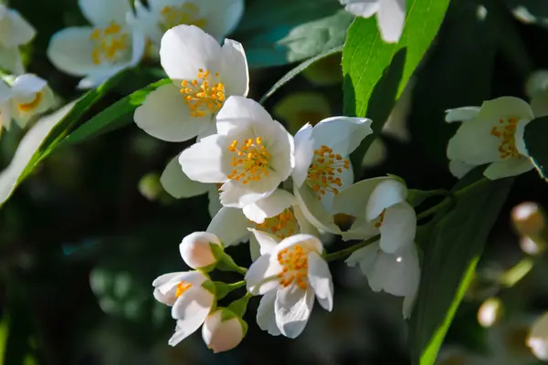 Schöne Jasminblüte im Park. strahlender Sommer. — Stockfoto