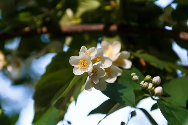 Hermosa flor de jazmín en el parque. Verano brillante . —  Fotos de Stock