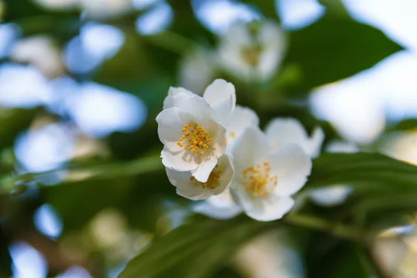 Hermosa flor de jazmín en el parque. Verano brillante . —  Fotos de Stock