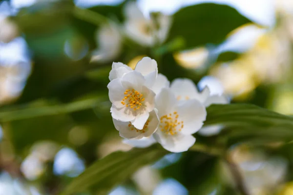 Schöne Jasminblüte im Park. strahlender Sommer. — Stockfoto