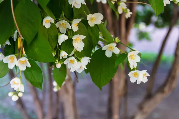 Hermosa flor de jazmín en el parque. Verano brillante . —  Fotos de Stock